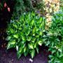 Whirlwind Hosta in early spring color